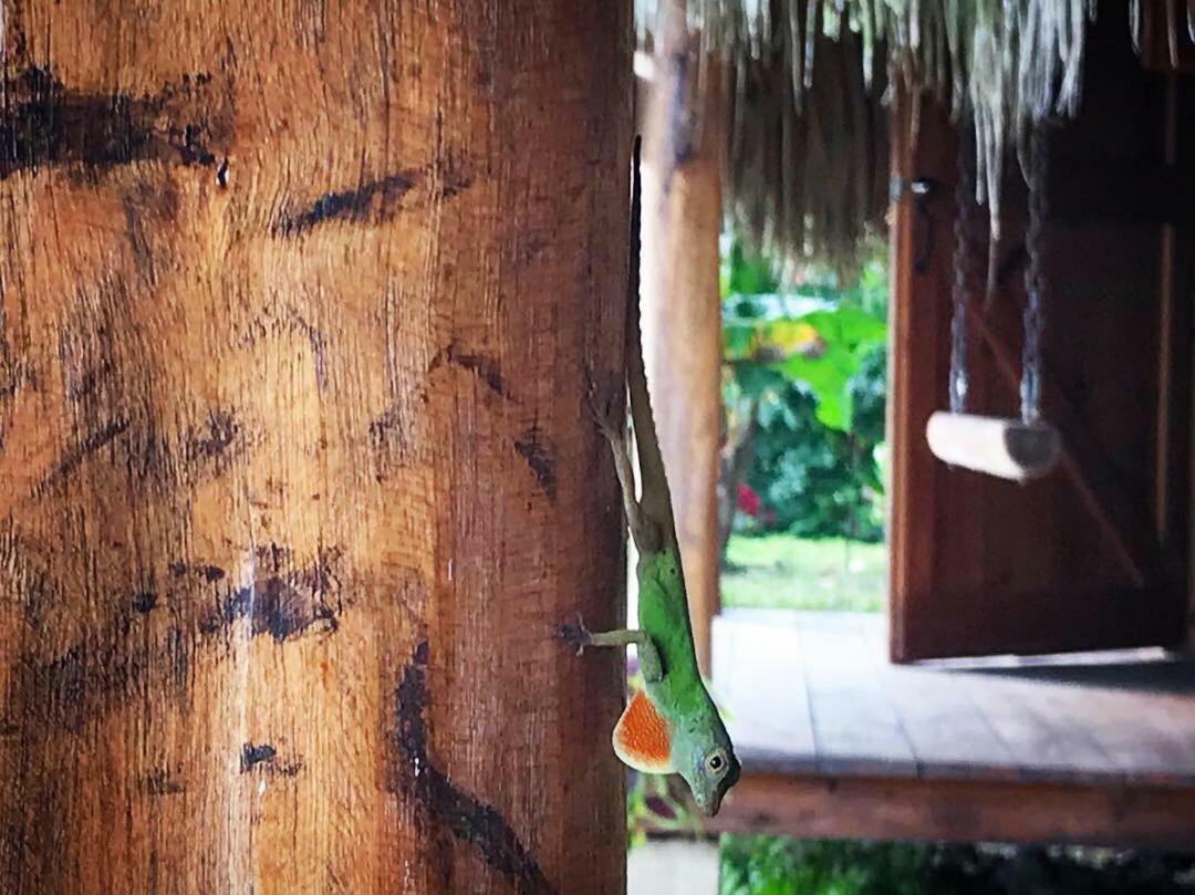 Samana Ecolodge El Limon Exterior foto